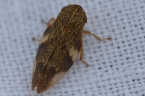 Aphrophora alni